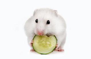 小鼠吃小瓜,探索小瓜的营养奥秘