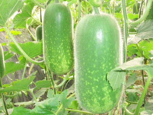 减肥吃蒲瓜好吗,健康饮食新选择