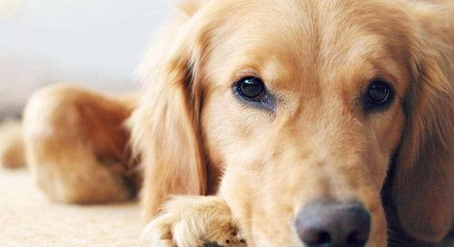 金毛吃麻瓜,与麻瓜世界的奇妙邂逅