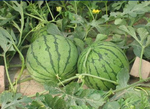 淄川吃瓜曝光事件,网络舆论下的真相与反思